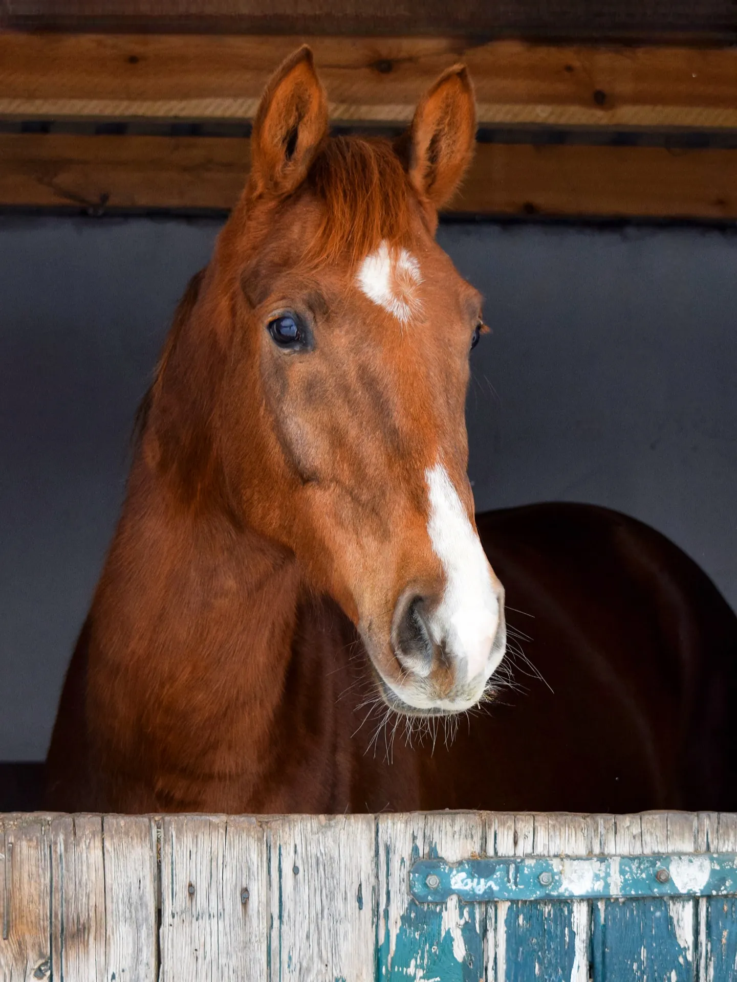 Fuchsfarbenes Pferd schaut über eine alte, verwitterte Stalltür