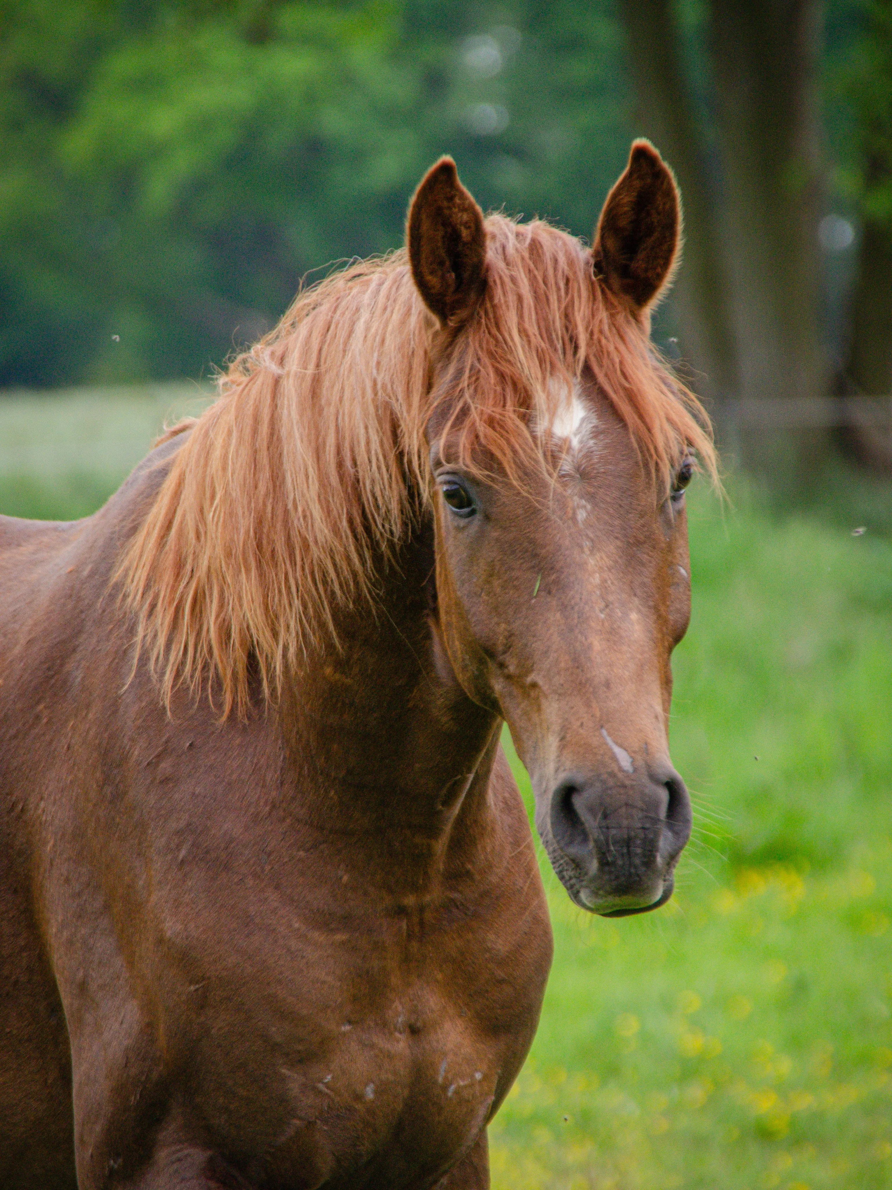 Fuchsfarbenes Schulpferd im Portrait auf der Weide