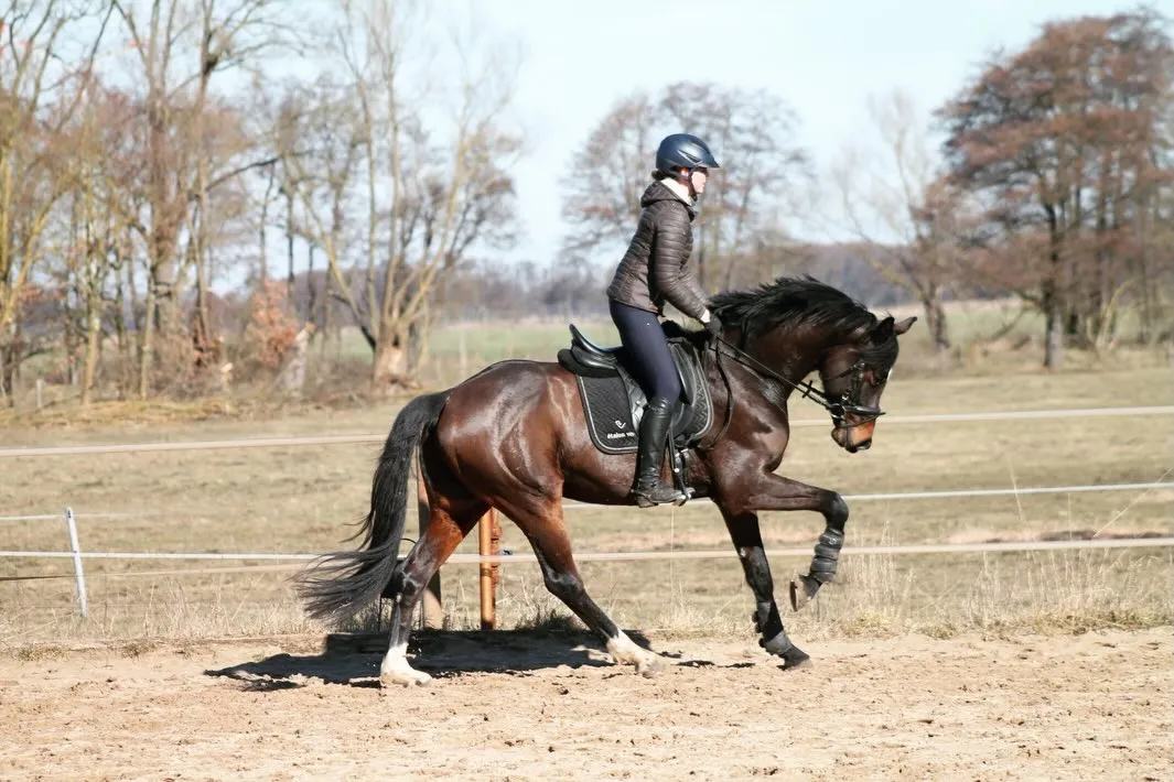 Pferd und Reiterin im kraftvollen Galopp