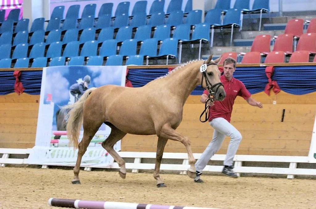 Palomino-Stute Ronja wird auf einer Stutenschau vorgestellt