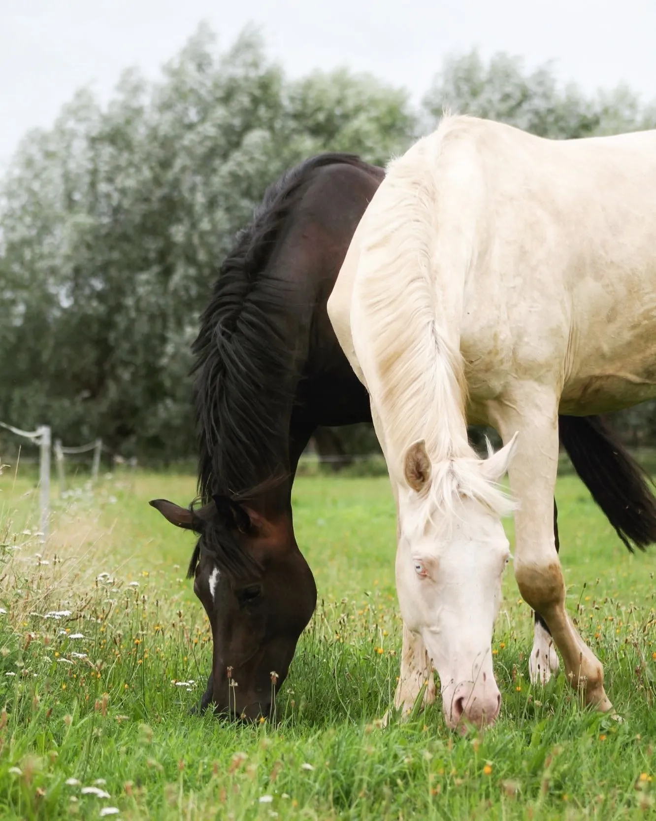 Zwei Pferde grasen nebeneinander auf der Weide