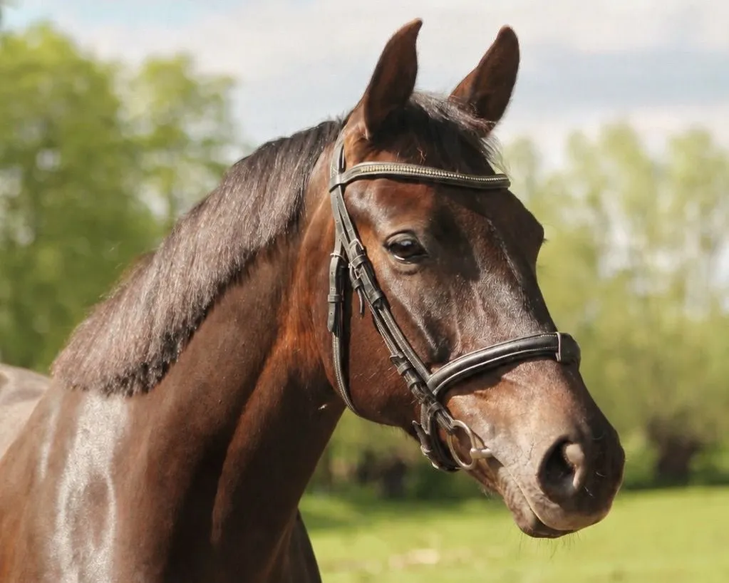 Quiara, dunkelbraune Stute v. Quaterback x Goldwing, Kopfportrait