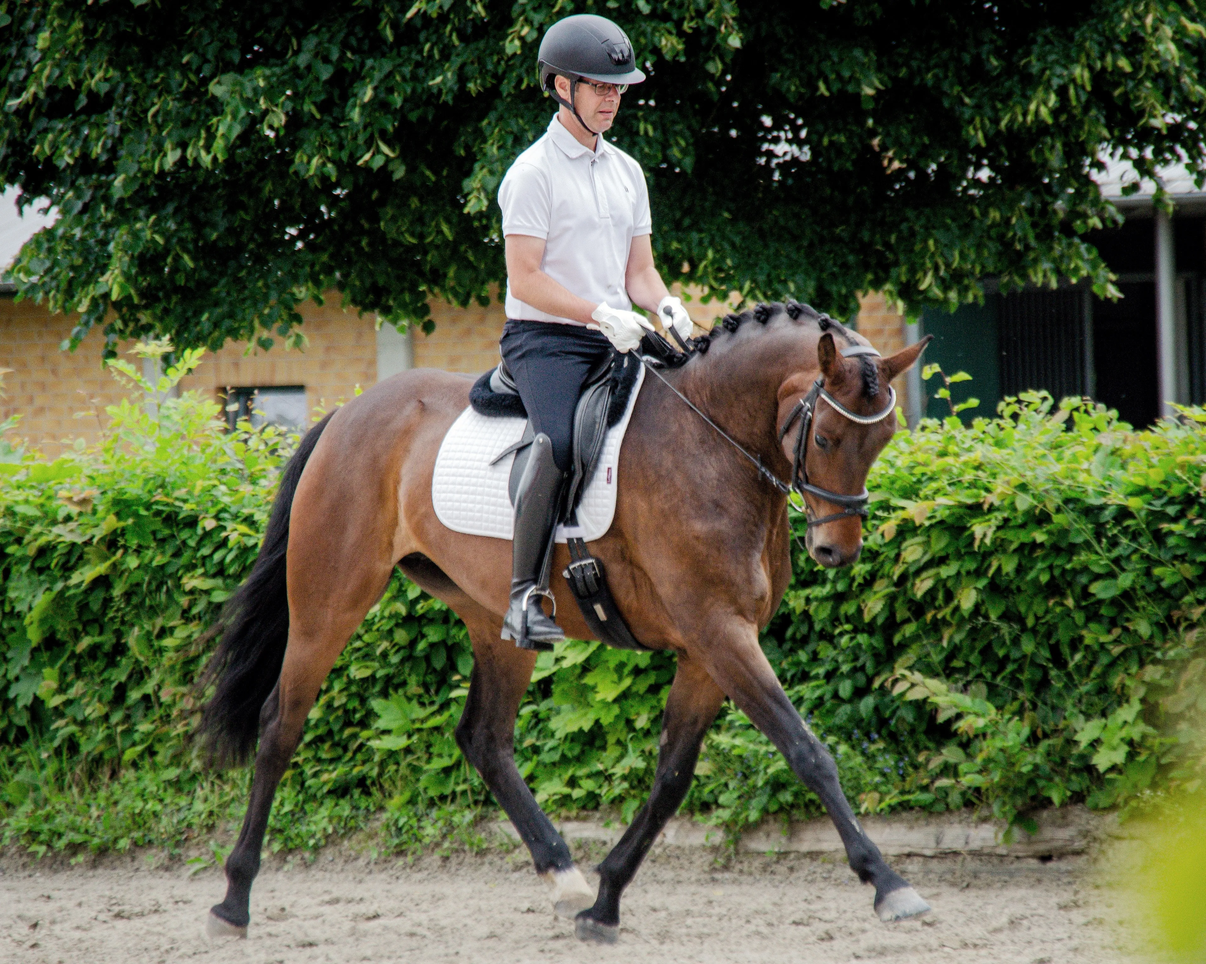 Quina, braune Stute v. Quaterback x Drosselbart, unter dem Reiter in der Dressur