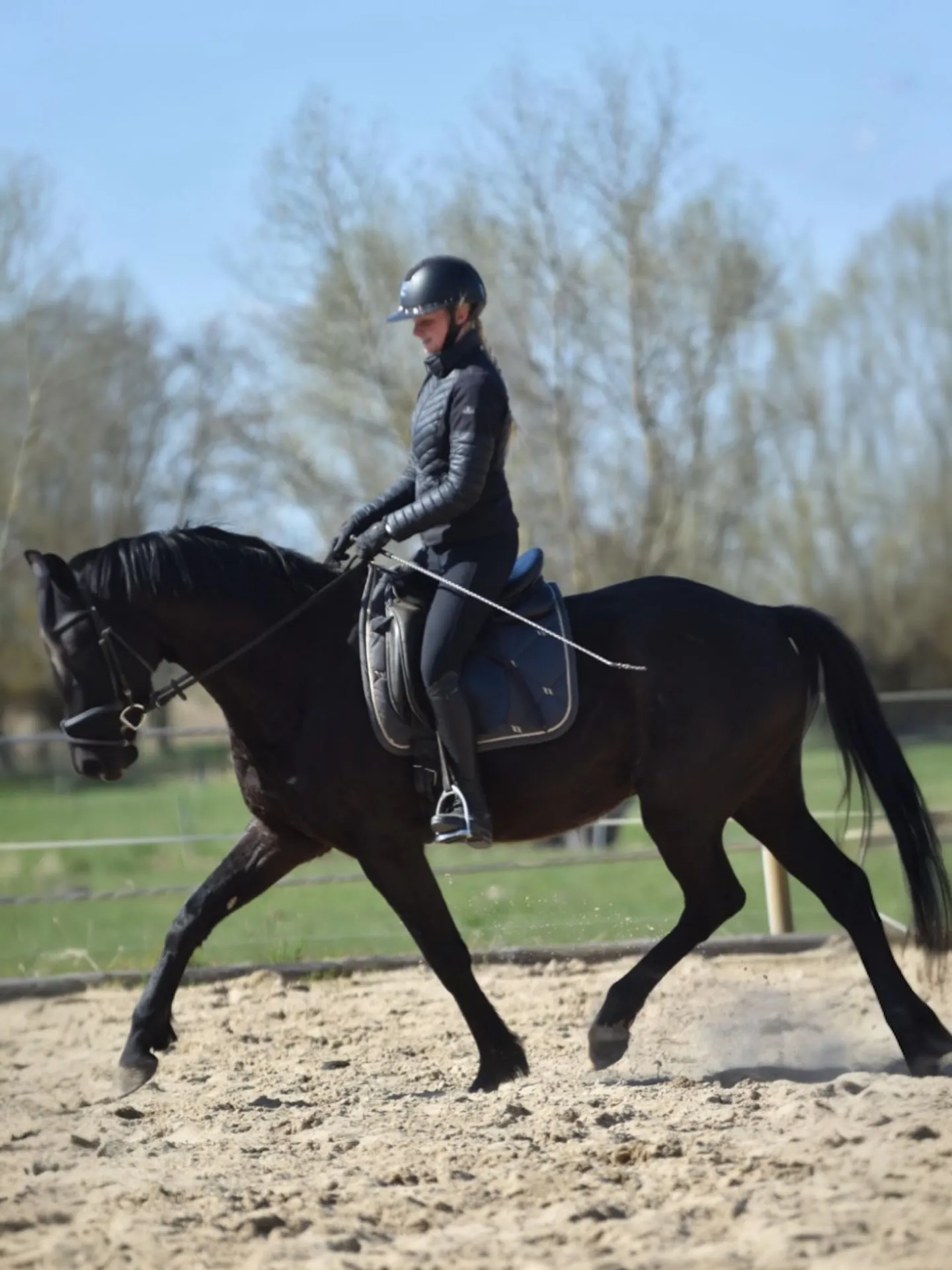 Rappe mit Reiterin im Trab in der Reitbahn