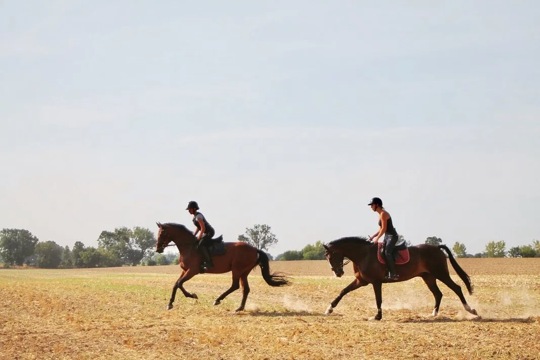 Zwei Reiterinnen im Galopp über die abgeerntete Feldflur bei Rohrlack