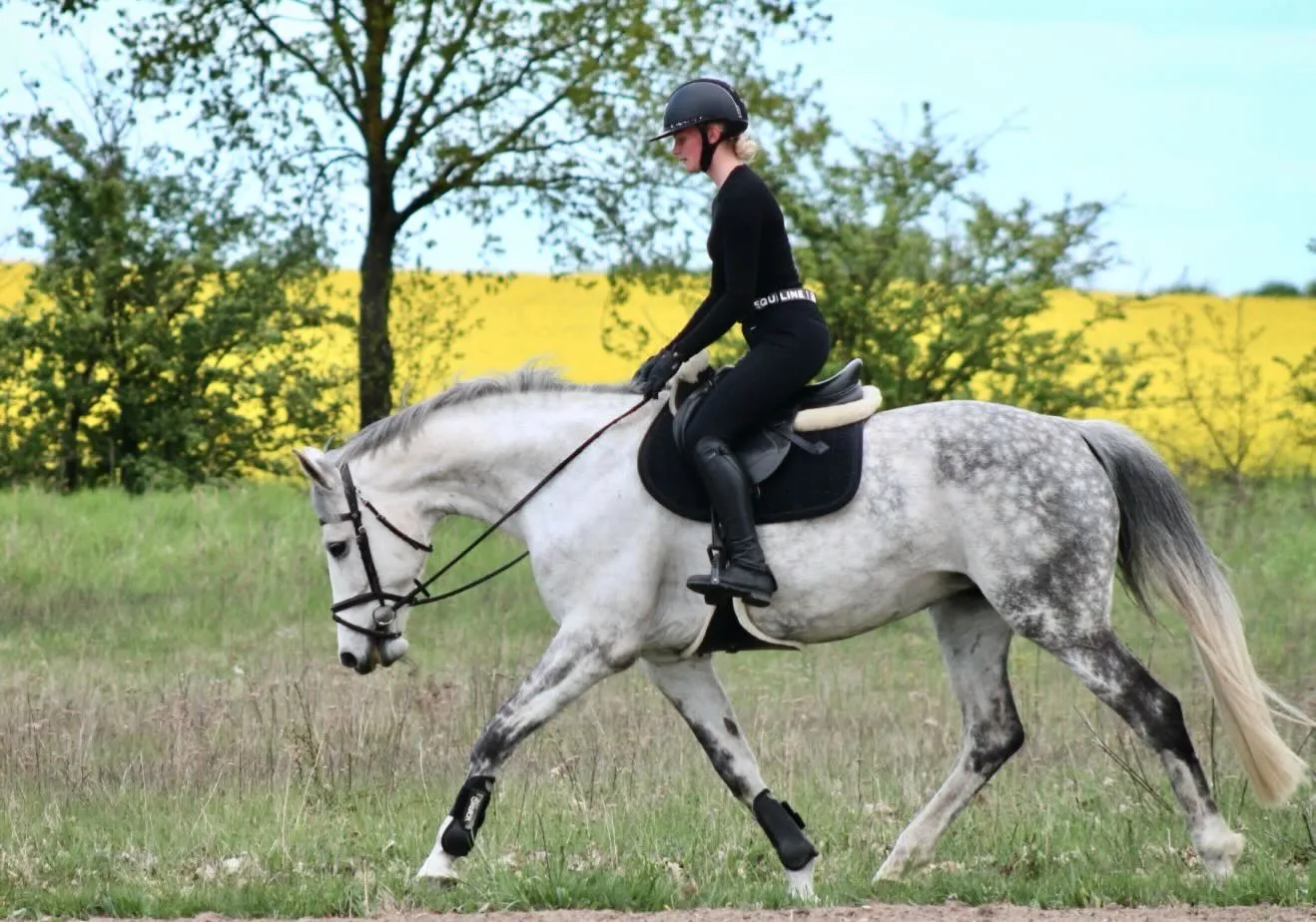 Reiterin reitet einen Schimmel ins Gelände am Rapsfeld